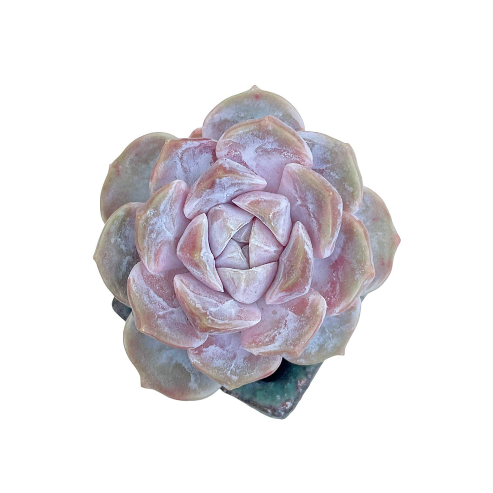 SPECIAL! JUST CART! Echeveria Purple Tiger