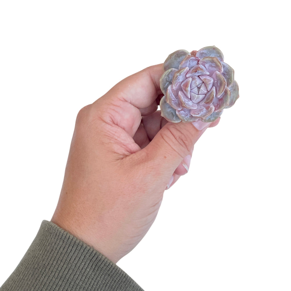 SPECIAL! JUST CART! Echeveria Purple Tiger