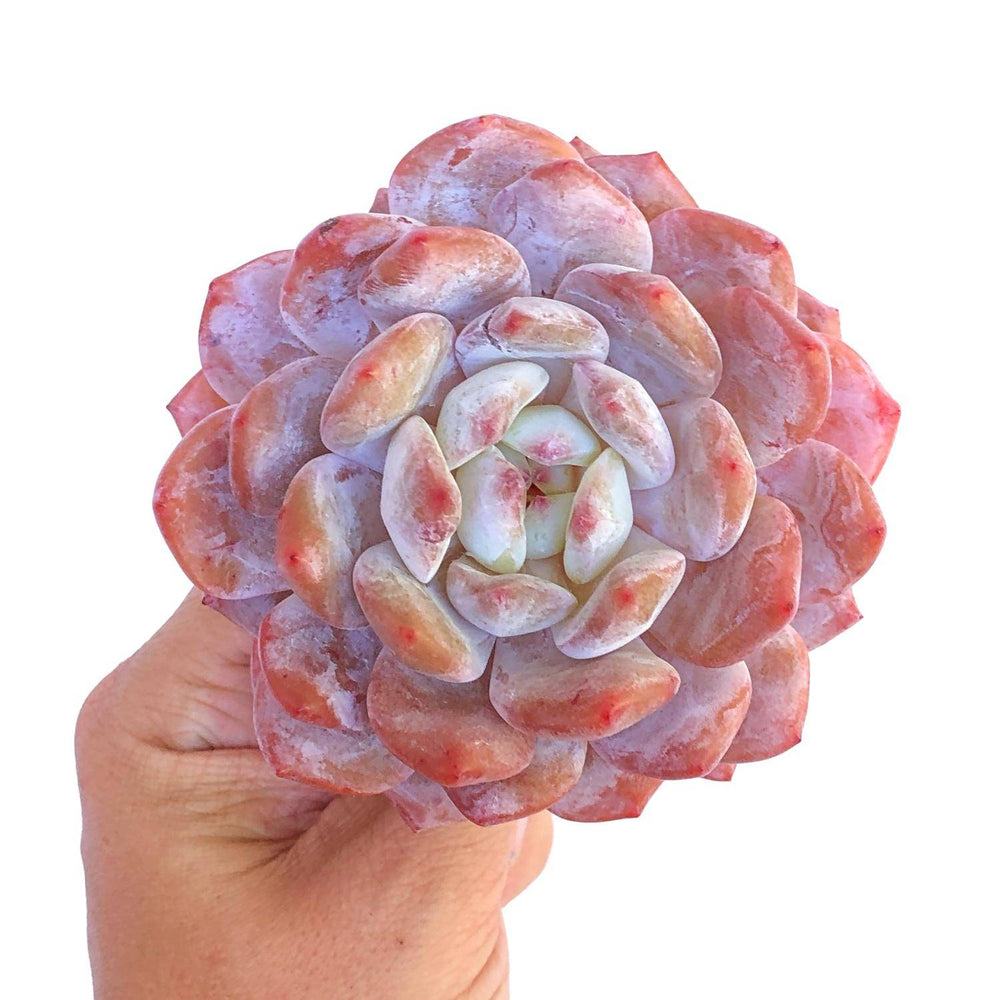 Echeveria Orange Monroe, Medium