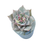 Echeveria Pink Tips, Variegated and Monstrose (Small)