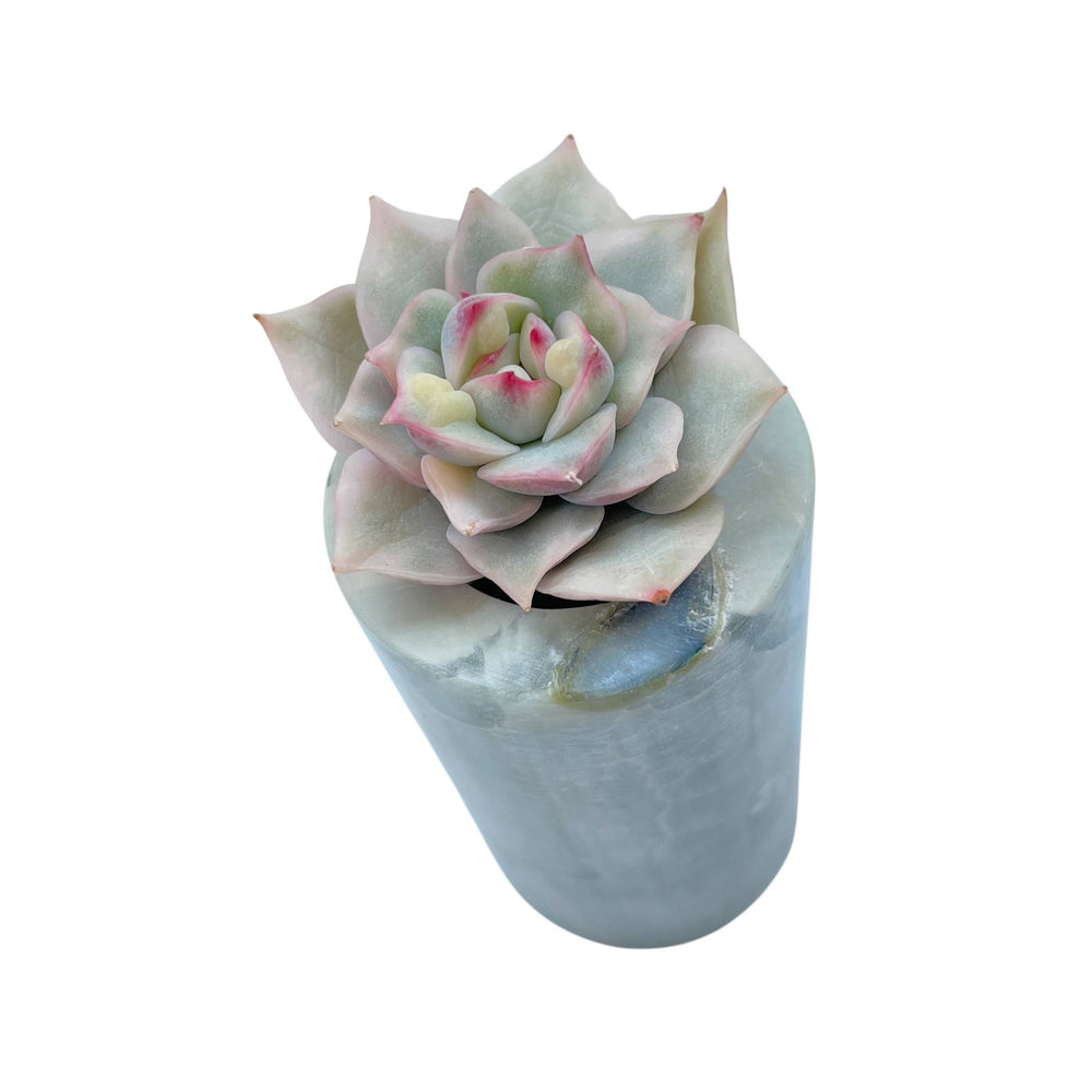 Echeveria Pink Tips, Variegated and Monstrose (Small)