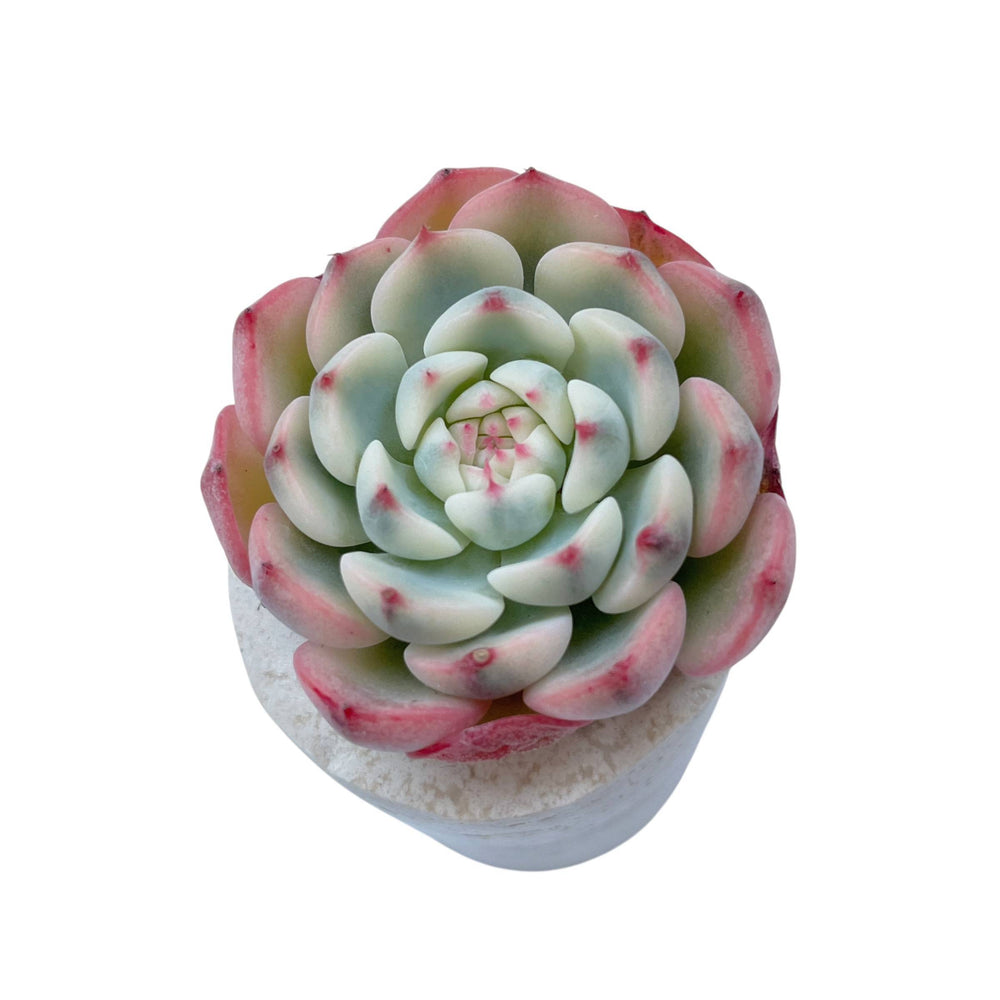 Echeveria Minima, Variegata