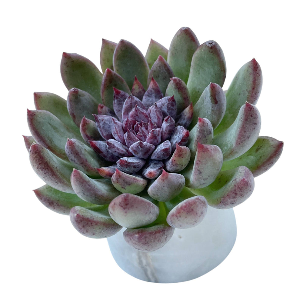 Echeveria Purple Peach