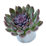 Echeveria Purple Peach