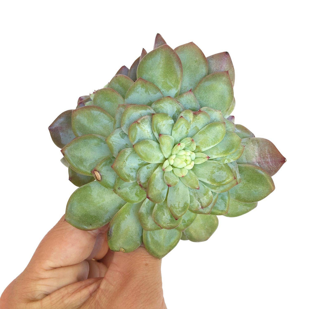 SALE! Echeveria Shine Bright, (Large)