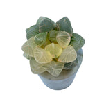 Haworthia Cooperi, Variegata