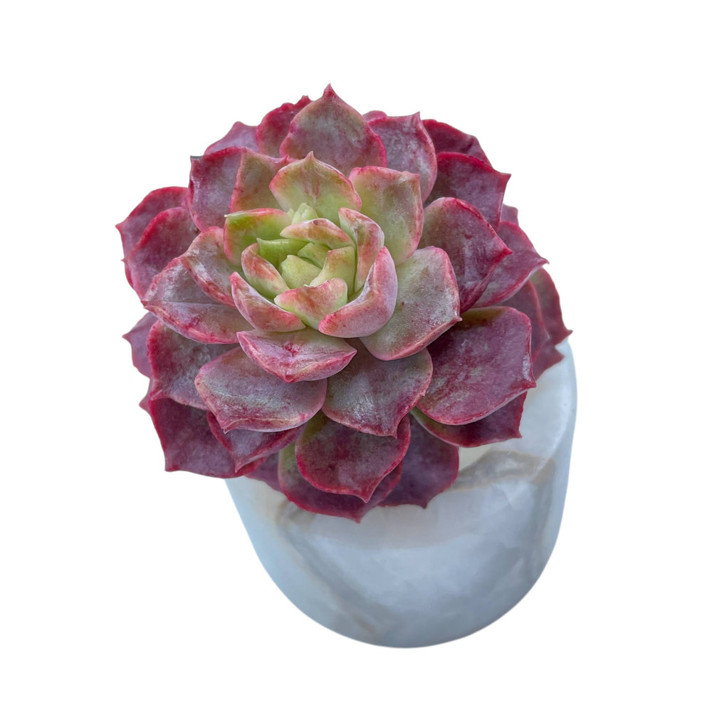 Echeveria Seesam