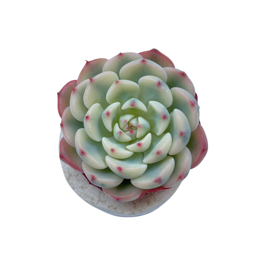 Echeveria Minima, Variegata