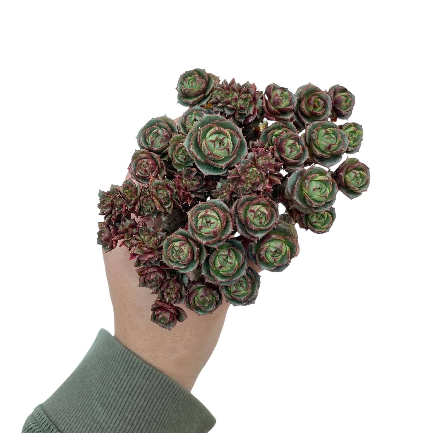 Echeveria Longissima (Classic Form) Old Stem, Crested – Cedar Creek ...