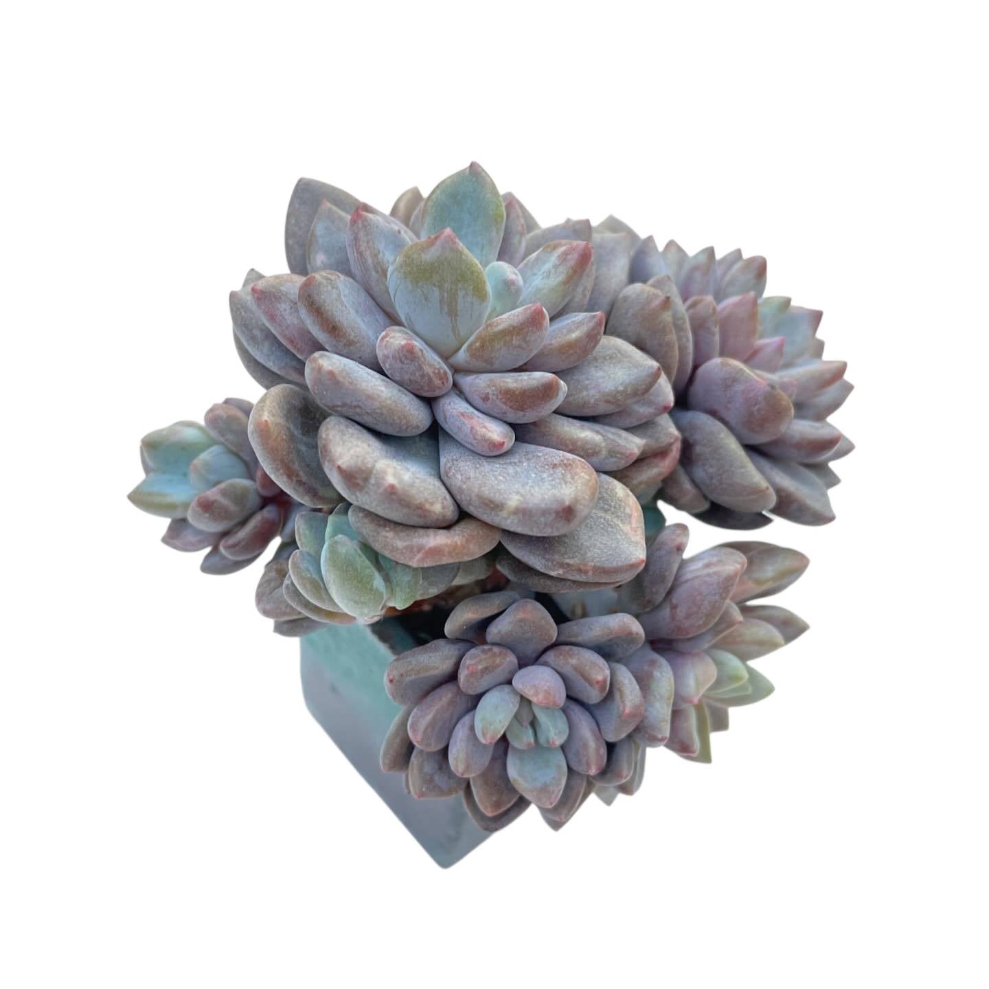 mutated succulent Echeveria Rezry Cluster, Mutated Variegation – Cedar Creek Farmhouse