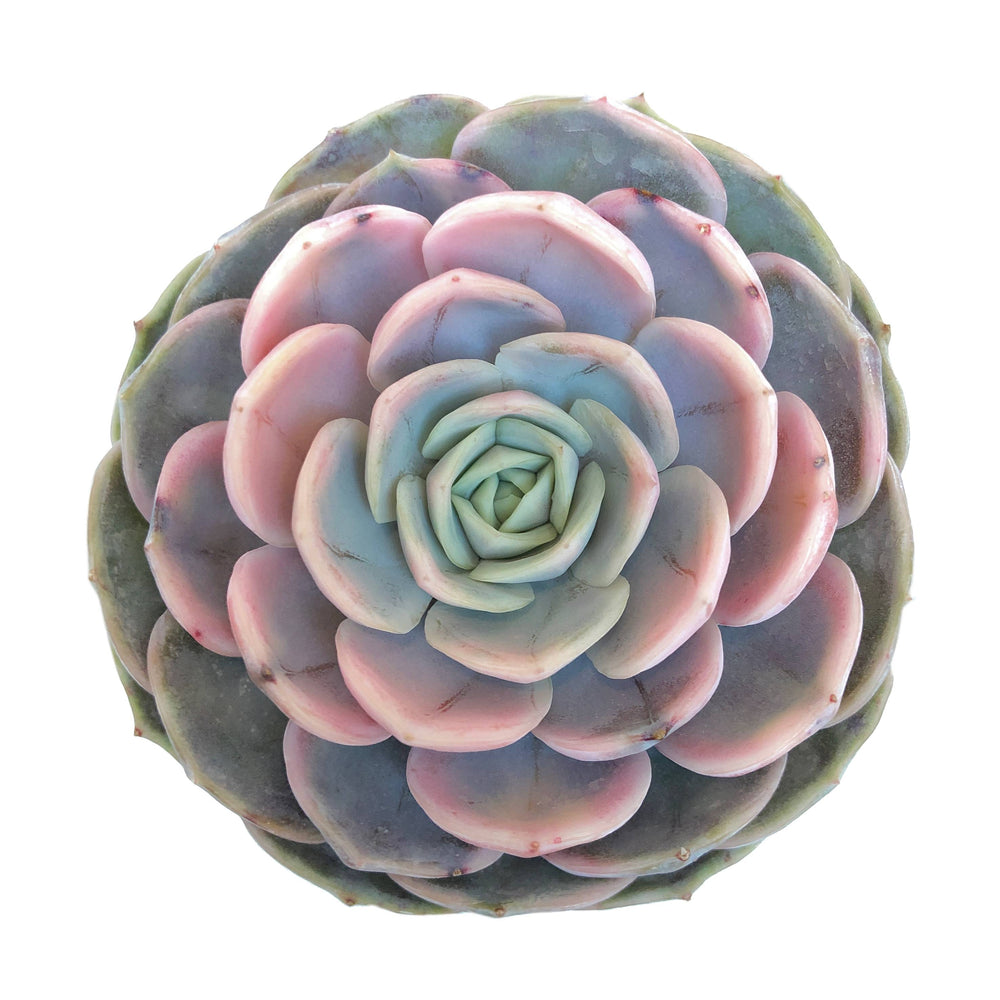 Echeveria Blue Surprise, Variegated