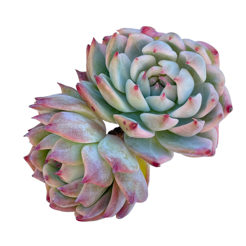 Echeveria Chihuahuaensis, Light Variegation