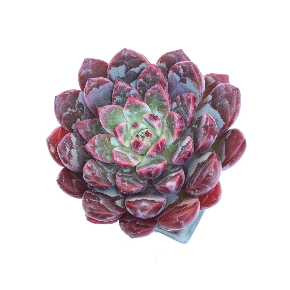 Echeveria New Boa