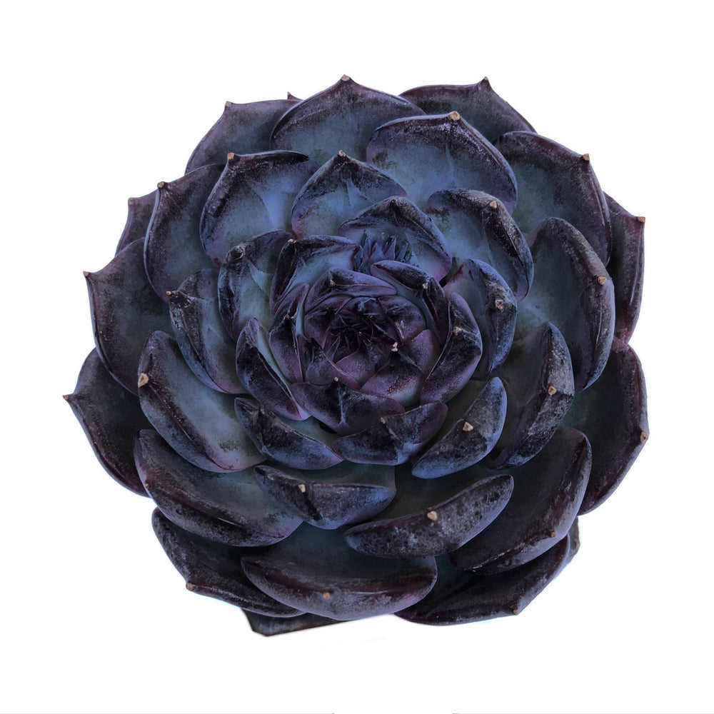 Echeveria Dark Rose