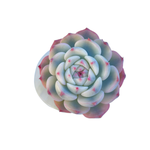 Echeveria Minima, Variegata