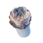 Echeveria Elise, Variegata