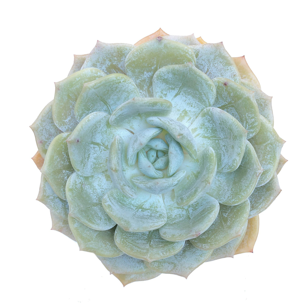 Echeveria Snow Shower, Large