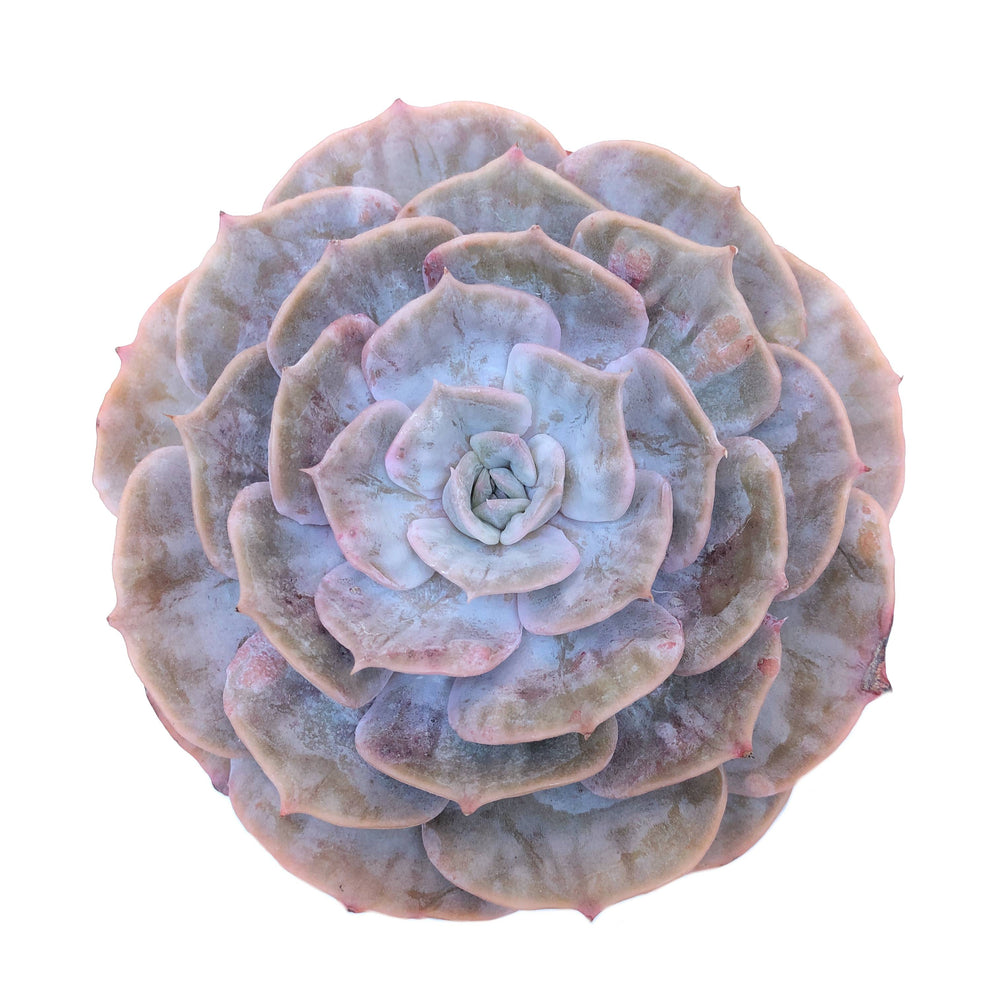 Echeveria Lilacina Marble