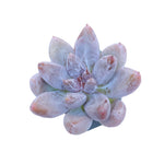 Echeveria Tolimanensis