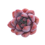 Echeveria Pineapple, New Hybrid (Random)