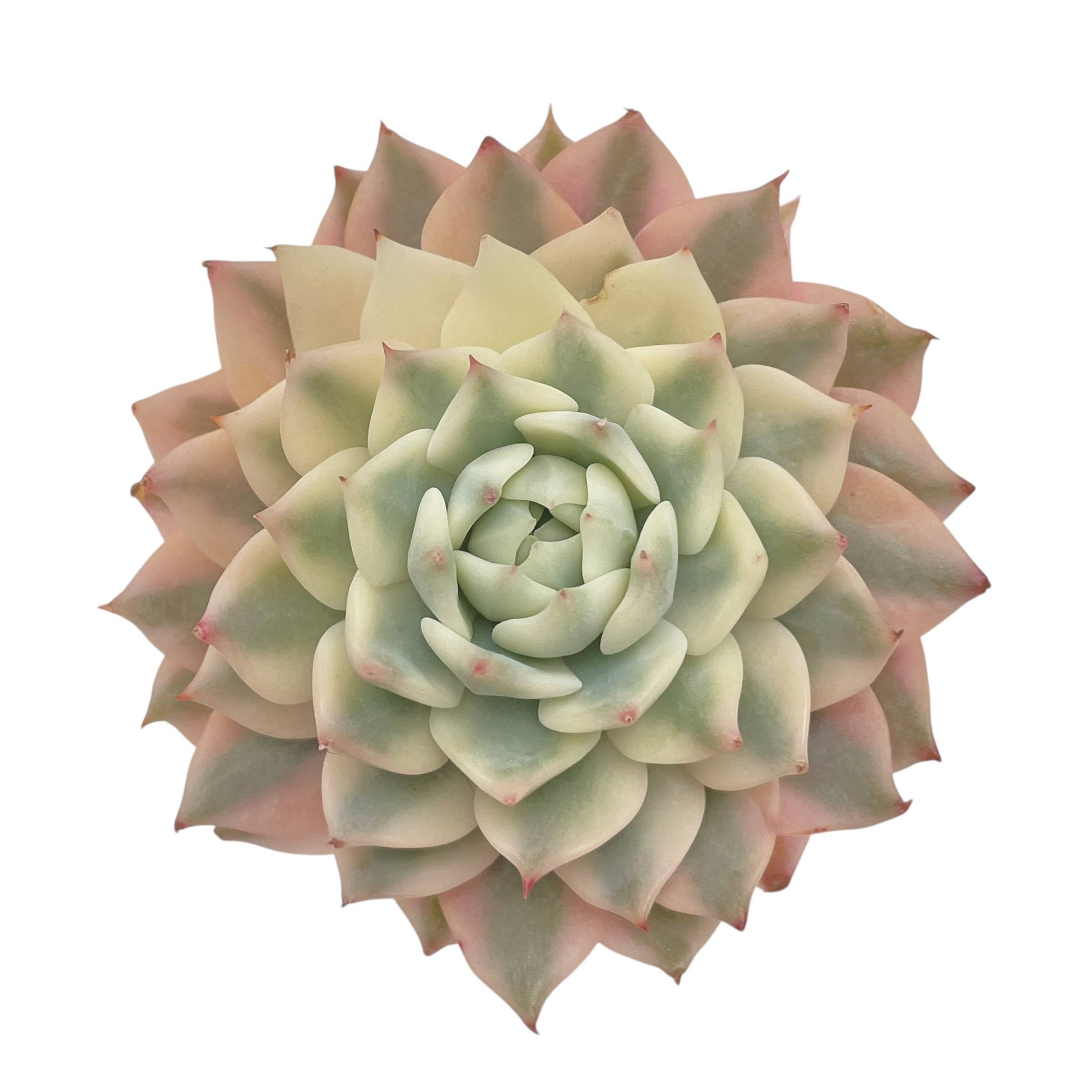 エンパス錦　Echeveria empas variegated Echeveria Prism, Variegata – Cedar Creek Farmhouse