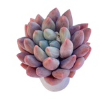 Pachyphytum Angel Fingers Pink