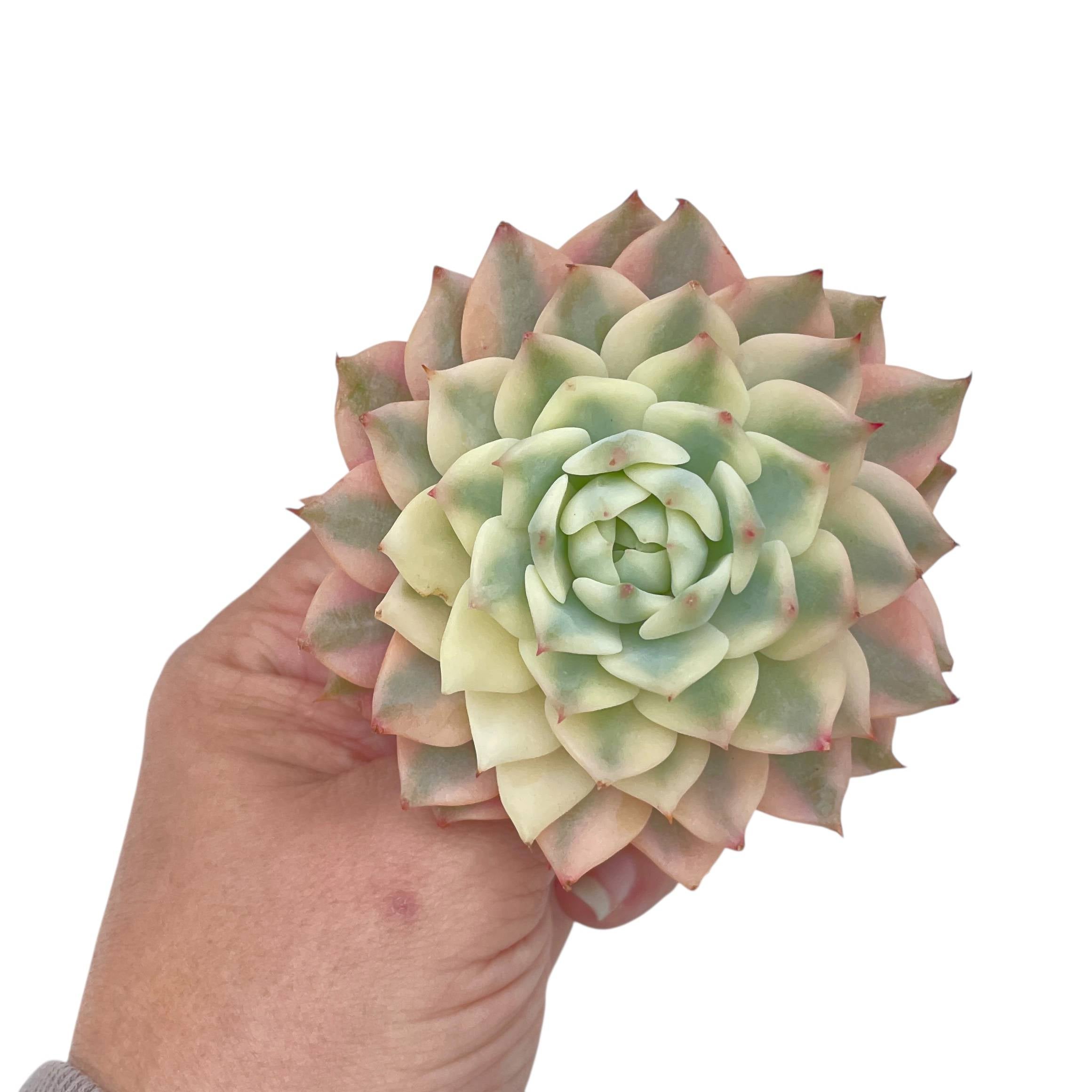 Echeveria Prism, Variegata – Cedar Creek Farmhouse