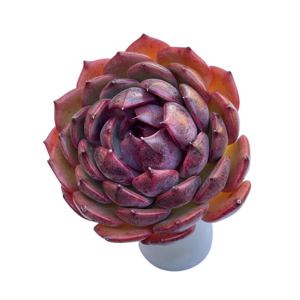 Echeveria Black Queen Hybrid