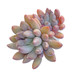 Pachyphytum Angel Fingers