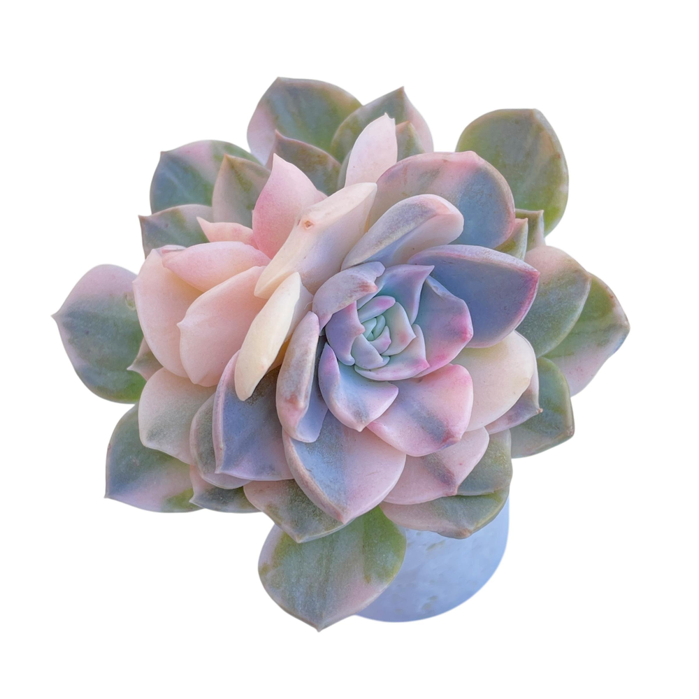 Echeveria Anna, Variegated Double