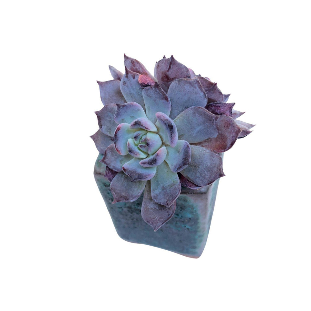 rainbow succulent plants for sale SALE! Echeveria Rainbow Goddess Hybrid, Double – Cedar Creek Farmhouse