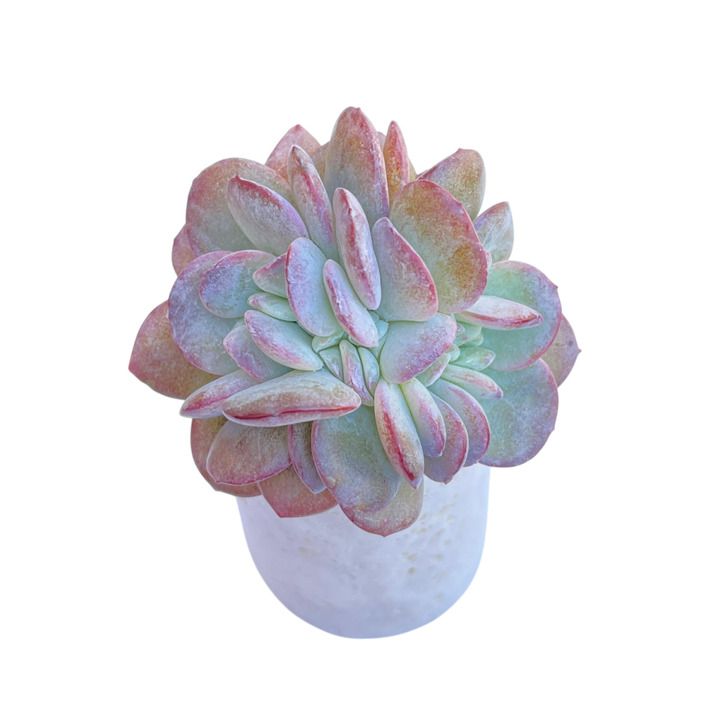 Echeveria Brinks Blue, Small Crest (Ver Rare)