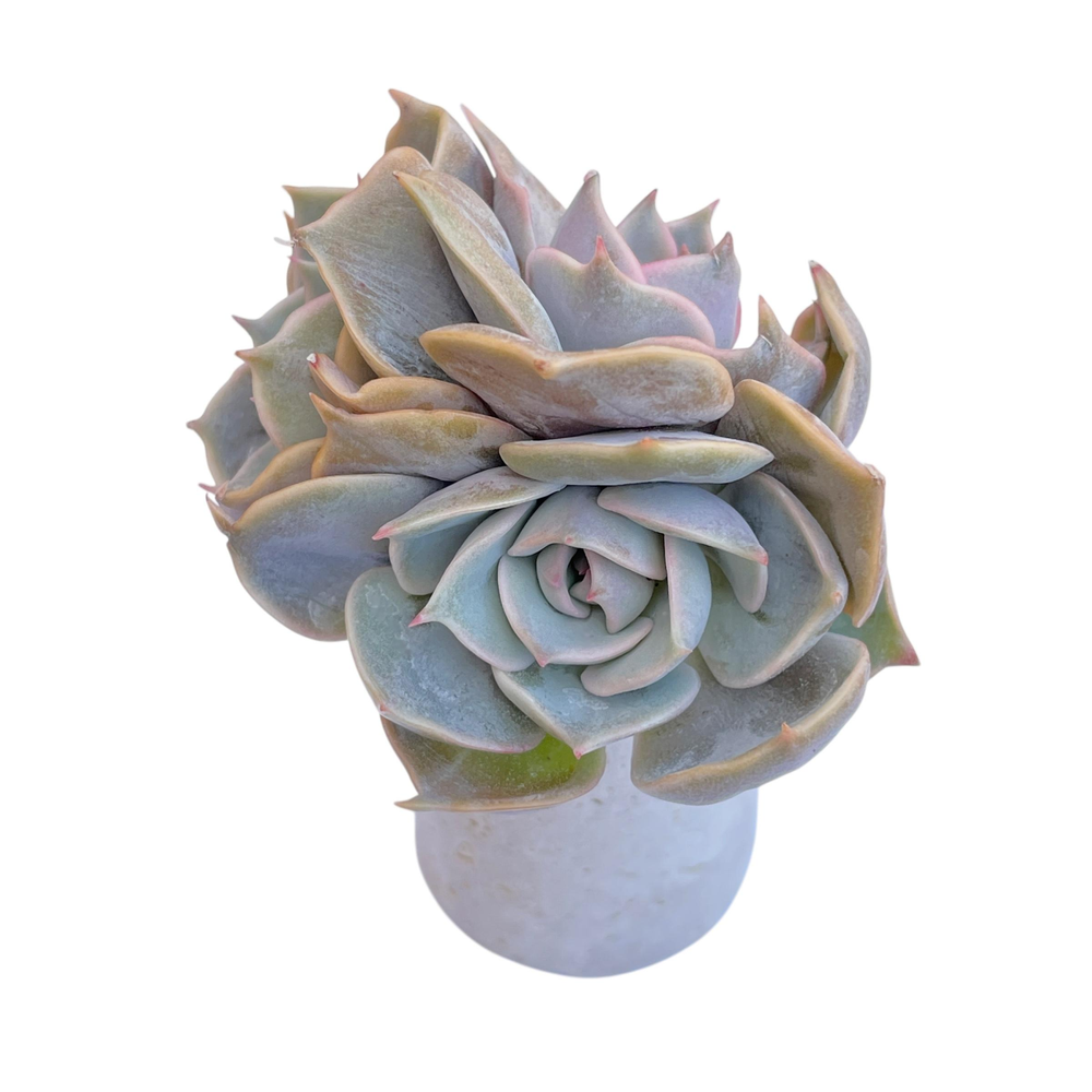 Echeveria Top Pink, Triple (Not Perfect)