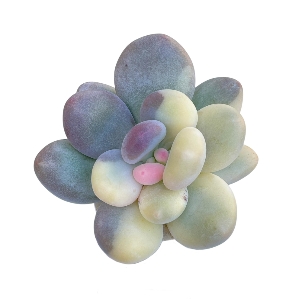 Pachyphytum Oviferum cv. Momobijin,Variegated (Large)