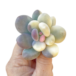 Pachyphytum Oviferum cv. Momobijin,Variegated (Large)