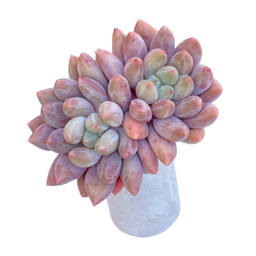 Pachyphytum Angel Fingers Pink, Double