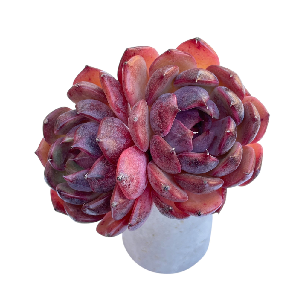 Echeveria Black Queen Hybrid, Double