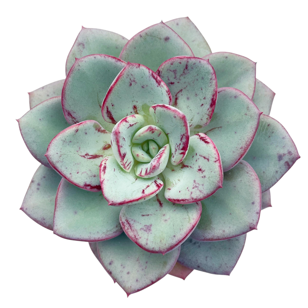 Echeveria Blue Velvet