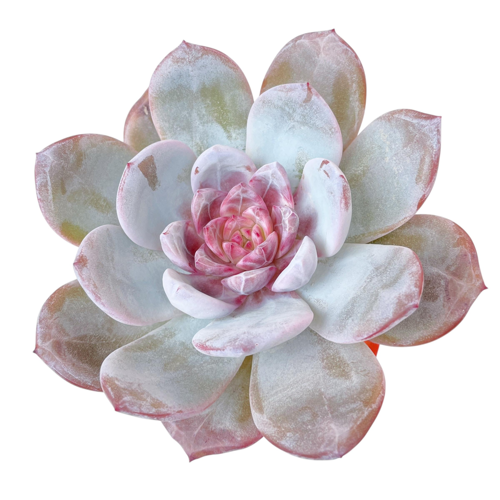 Echeveria Cream Sun