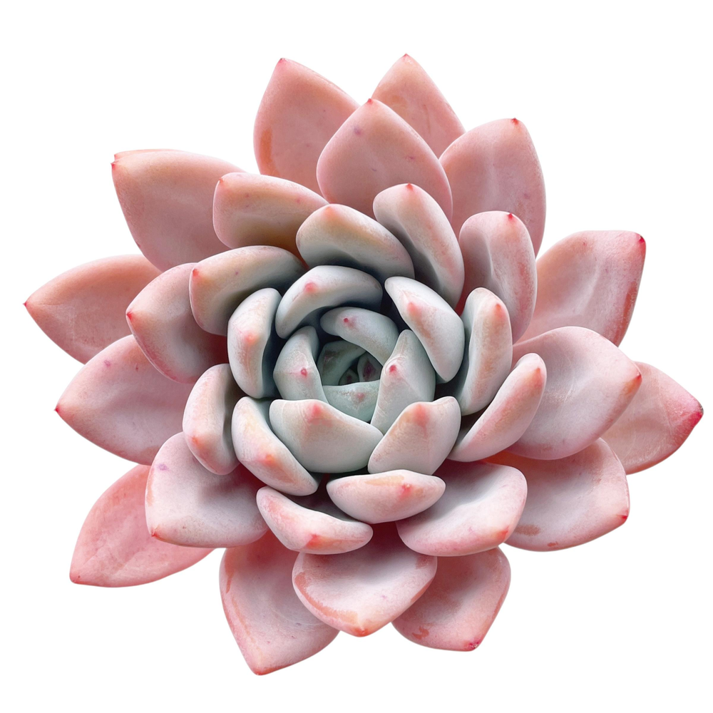 Echeveria Lahhest, (Randomish)