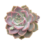 Echeveria Pink Dior