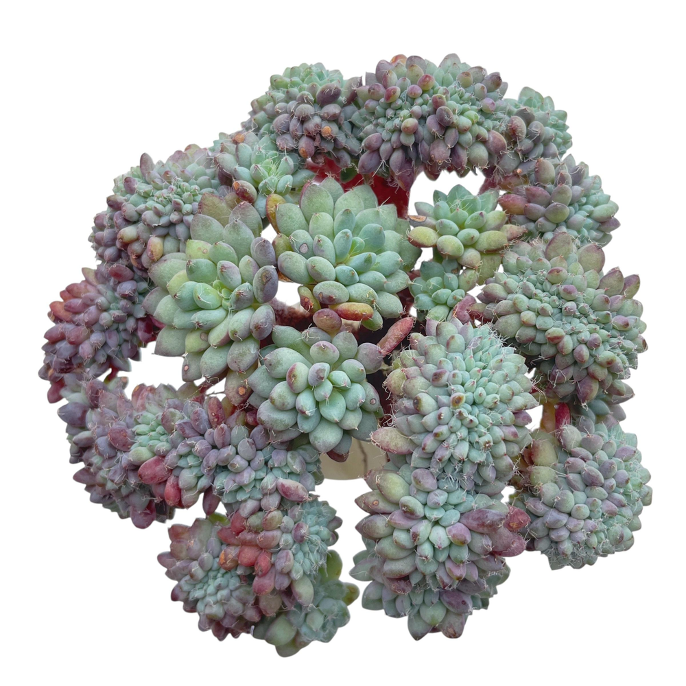 Echeveria Setosa Var. Deminuta Cristata