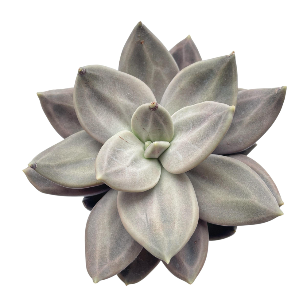 Echeveria Xichuensis