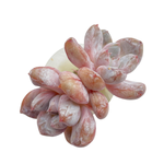 SPECIAL! JUST CART!! Echeveria Unknown