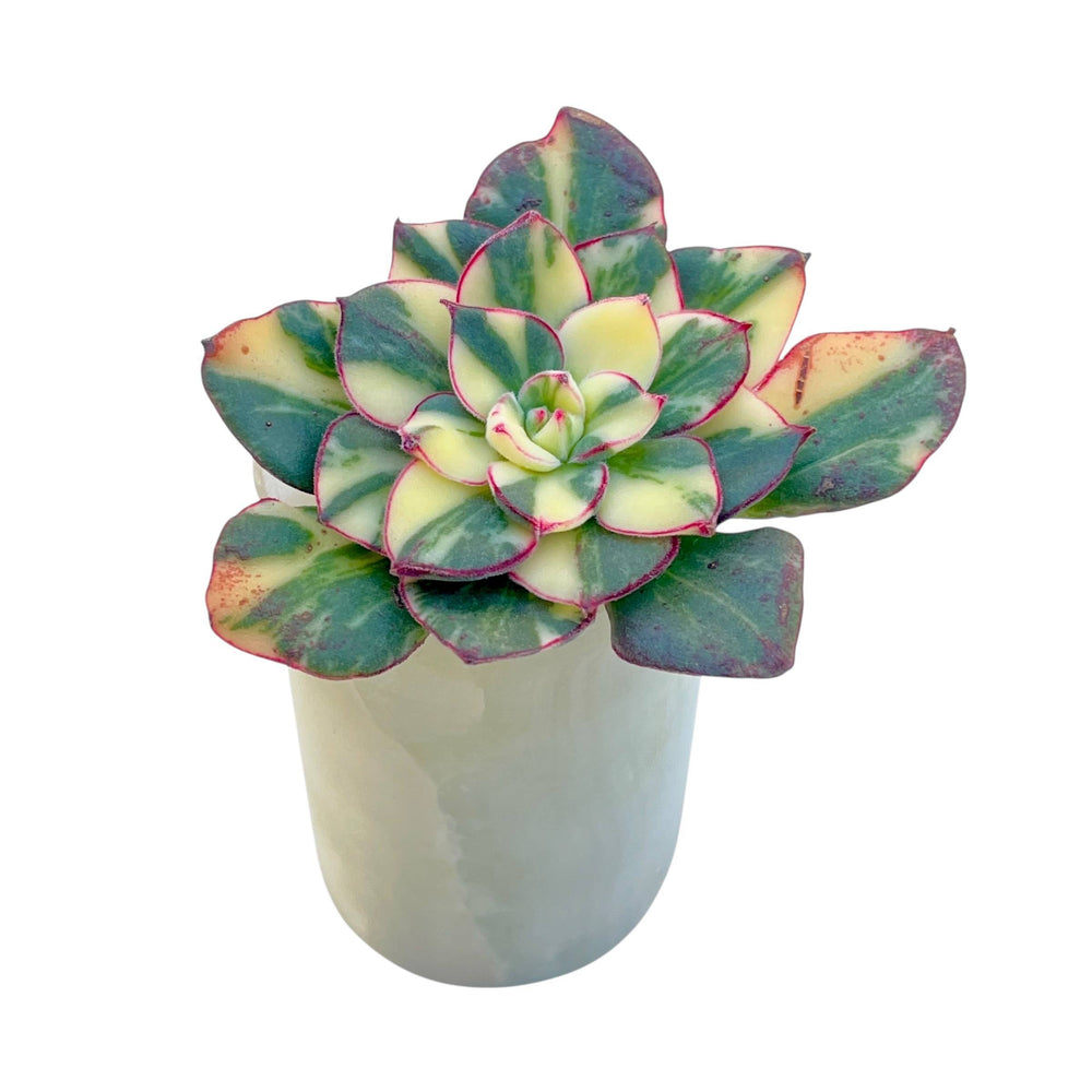 Echeveria cv Joan Daniel, Variegata – Cedar Creek Farmhouse
