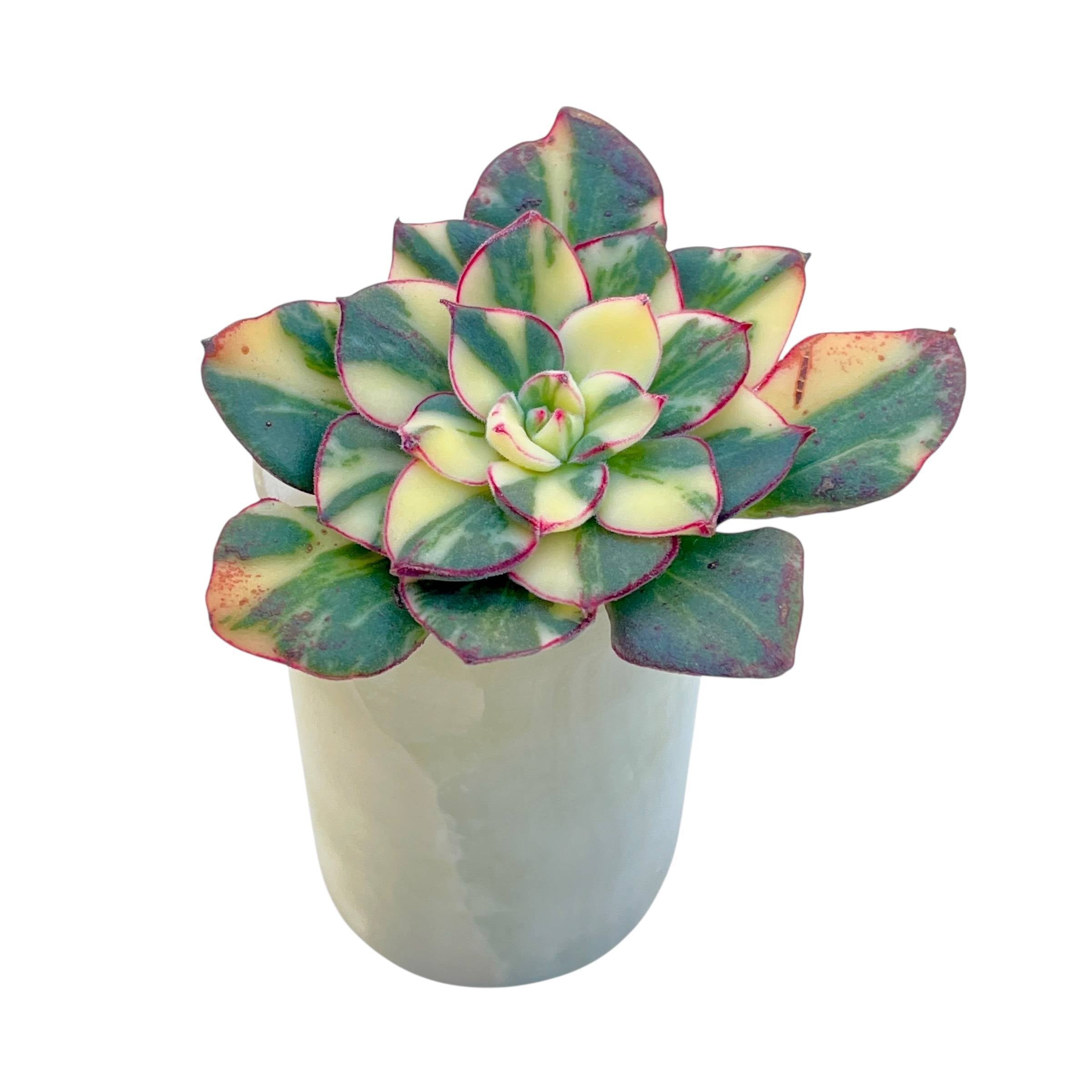 Echeveria cv Joan Daniel, Variegata – Cedar Creek Farmhouse