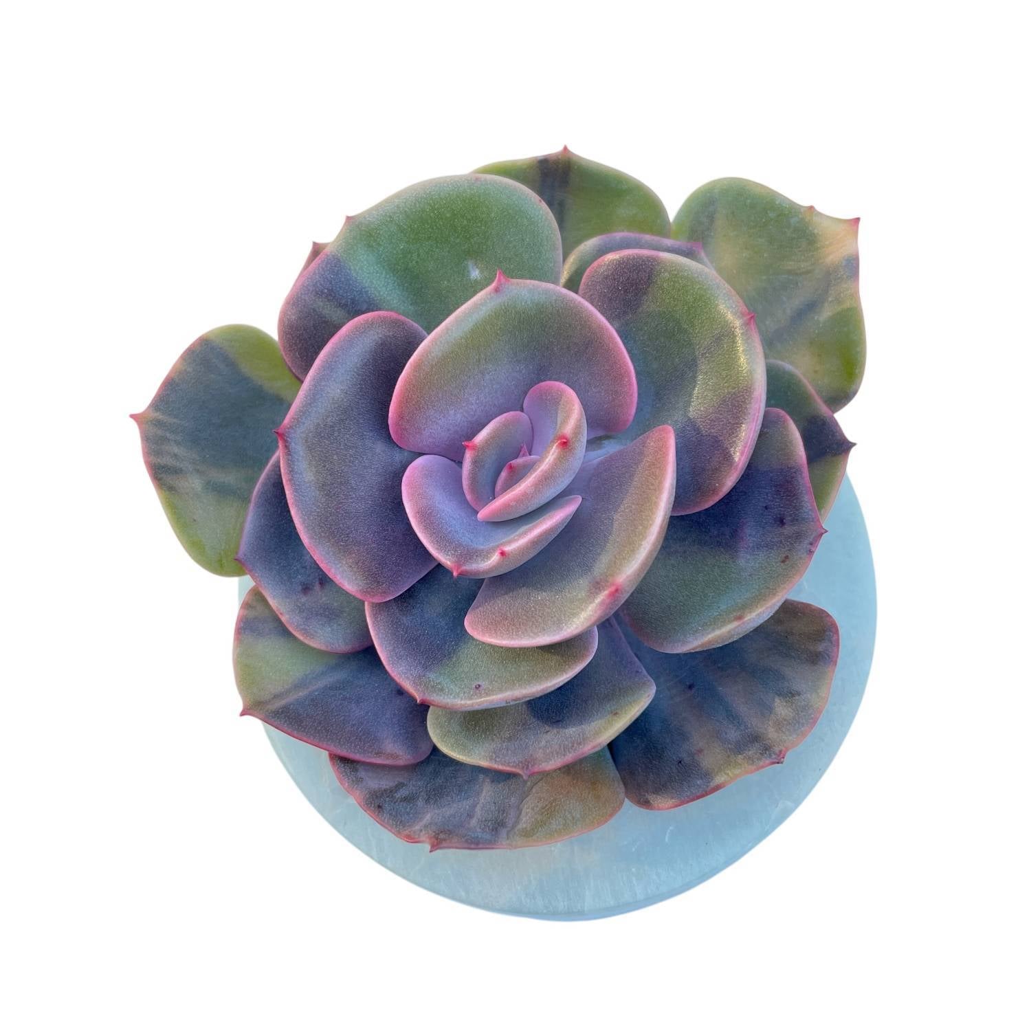 Echeveria Dusty Rose, Variegata – Cedar Creek Farmhouse