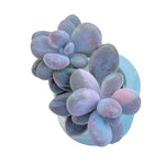 Graptopetalum Amethystinum, Variegated Double