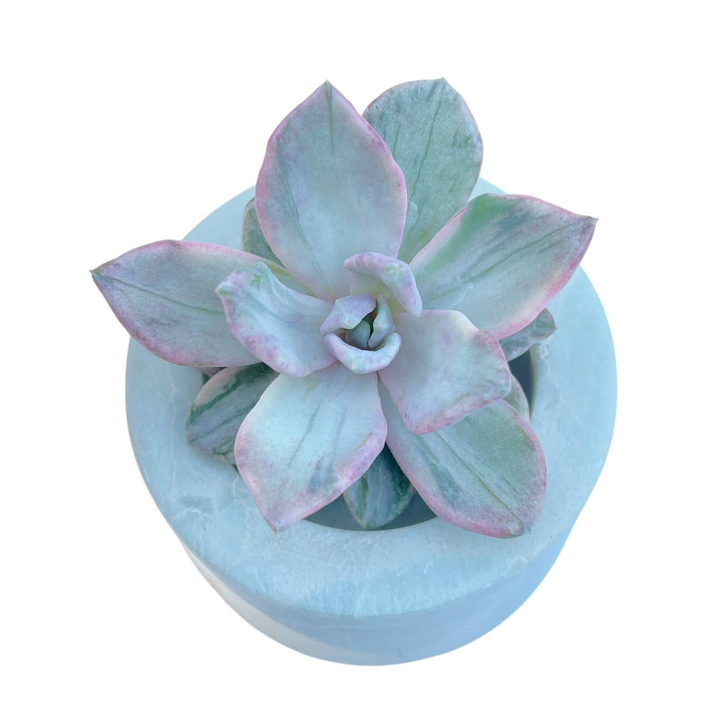 Echeveria Apollo, Variegata