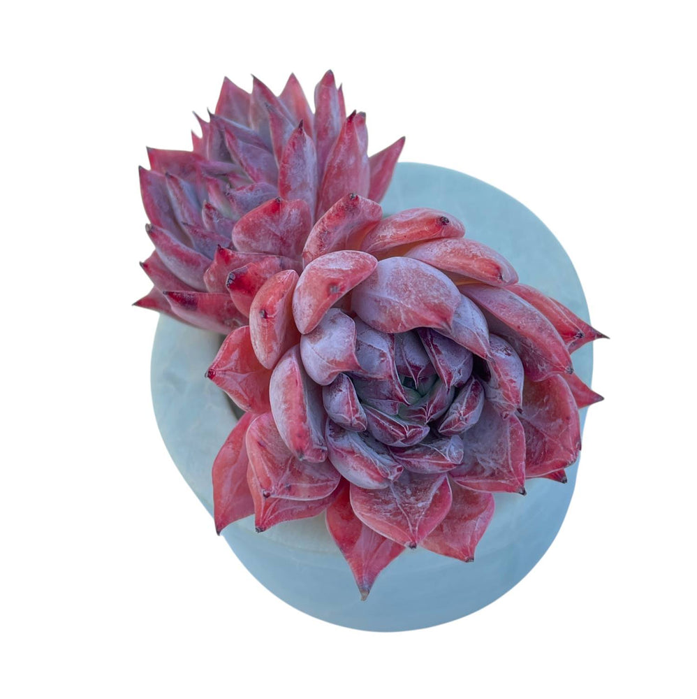 Echeveria cv Black Swan, Double